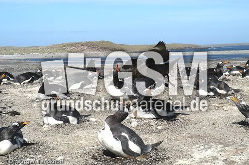 Eselspinguin (50 von 97).jpg